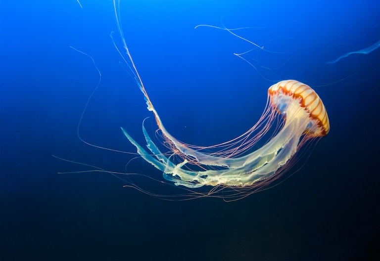 Ubuntu 22.04 LTS (Jammy Jellyfish) available on VPS and VDS