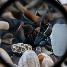 A microscope zooms in on mushrooms and seashells.