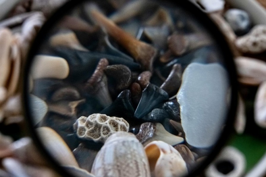 A microscope zooms in on mushrooms and seashells.